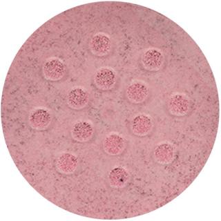 12004 Glowing Pink Pearl Dust bulina